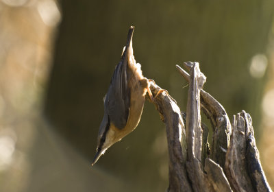 Looking for Nuts by Snowspond