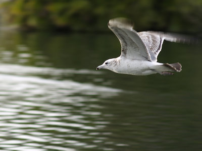 Flying Seagull by Houn Nam Ing