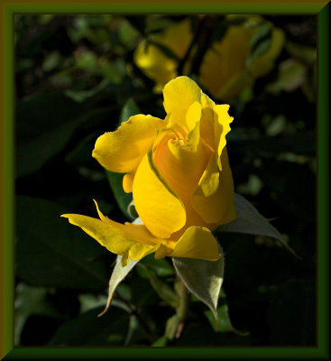 Yellow Rose of ... SpokaneBy Sharon Engstrom