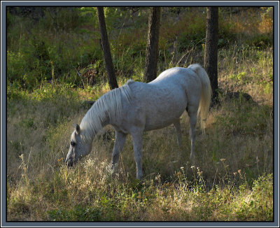 A Well Centered CodyBy Sharon Engstrom