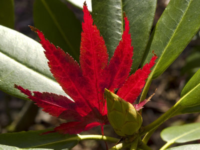 Maple Leaf  by Lois Ann