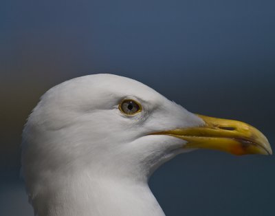 Herring Gull head shot Snowspond