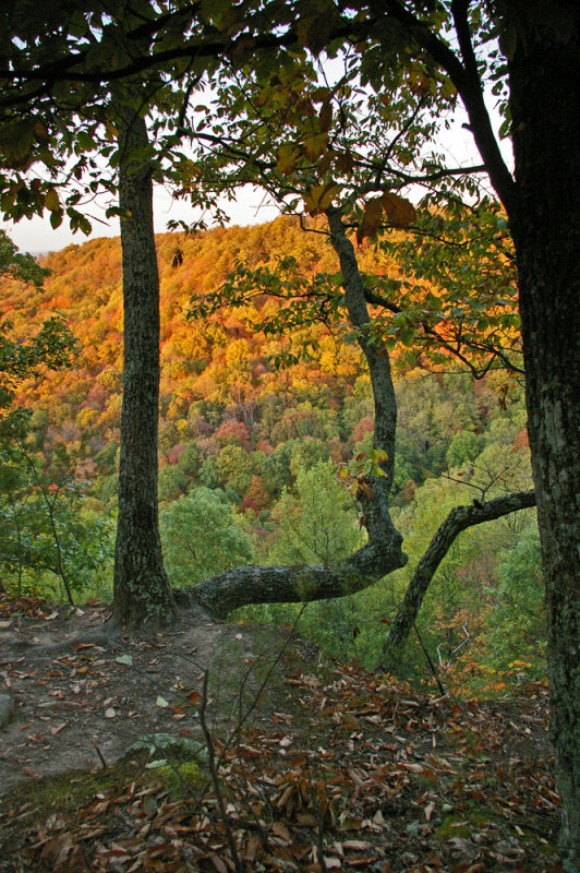 Fall evening