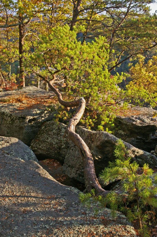 Leaning pine on Eagles nest