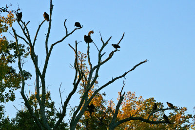 black vultures roost