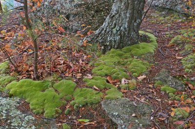 Moss on base of pine tree