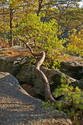 Leaning pine on Eagles nest