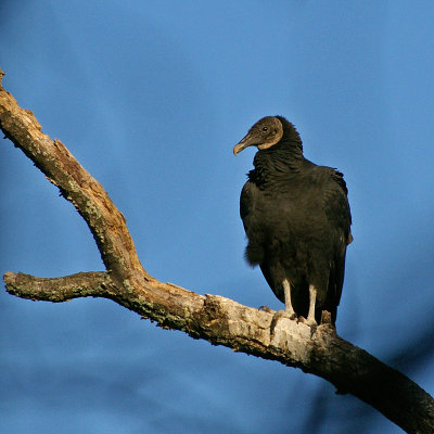 Black Vulture near Eagles nest
