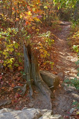 trail in th eforest