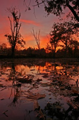 Elkhorn sunset