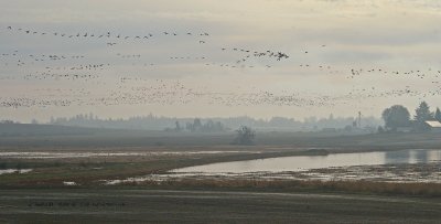 Oregon, Jan 2008 Baskett Slough NWR