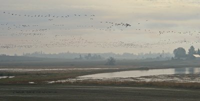 Oregon, Jan 2008 Baskett Slough NWR