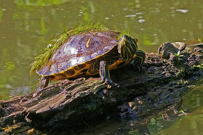 Turtles in Elkhorn Creek.