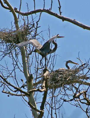 Heron rookery in Woodford County