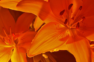 candle illuminated flower from below