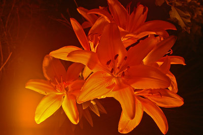 candle illuminated flower from below