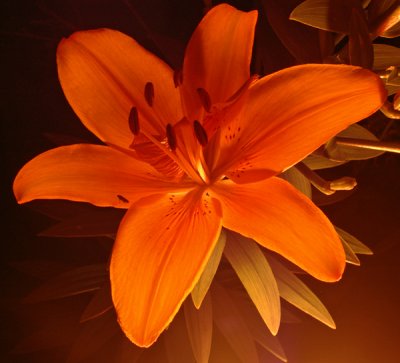 candle illuminated flower from below