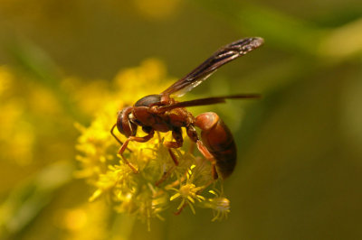 Sigma 105mm f/2.8 EX DG Macro