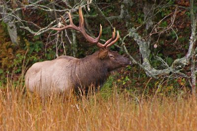 Elk at Cataloochee Valley