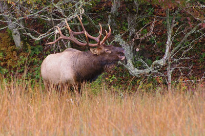 Elk at Cataloochee Valley