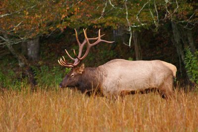 Elk at Cataloochee Valley