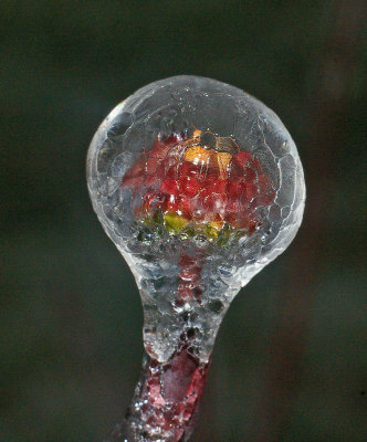 February ice 082r.jpg