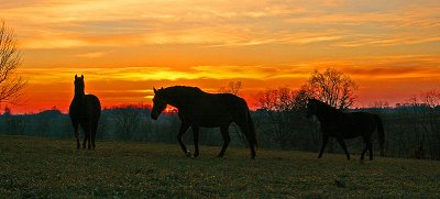 Bluegrass Sunset