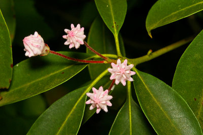 Budding Mountain Laurel