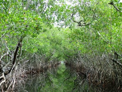 Everglades National Park- Florida
