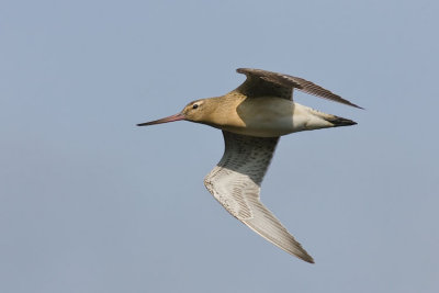 Bar Tailed Godwit