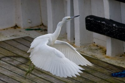 Juvenile Blue Heron