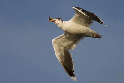 Greater Black Backed Gull with Pipe Fish