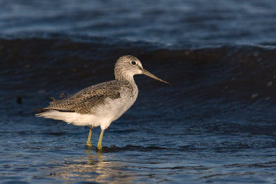 Greenshank