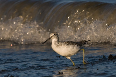 Greenshank