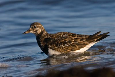 Turnstone