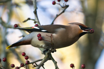 Waxwing