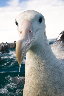 Wandering Albatross