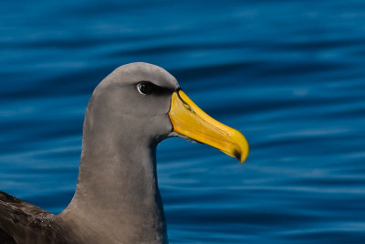The Chatham Island Mollymawk Thalassarche eremita which is also known as the Chatham albatross, is one of two albatrosses in the world that is 'critically endangered' on the IUCN Red List. It only breeds on Pyramid Island, a small rock outcrop in the Chatham Islands.