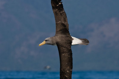 This is one of the three sub species of Shy Mollymawk and was a very rare visitor to Kaikoura. It was our guides third bird spotted in 6 years. It is rarely ever seen away from the Chatham Islands.