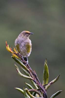 Maori Name Korimako