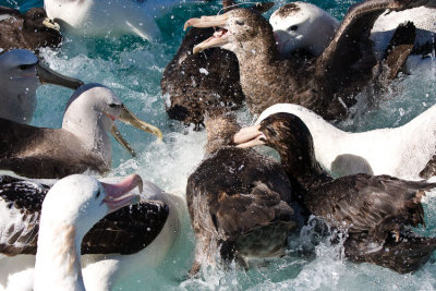 Albatross Feeding Frenzy