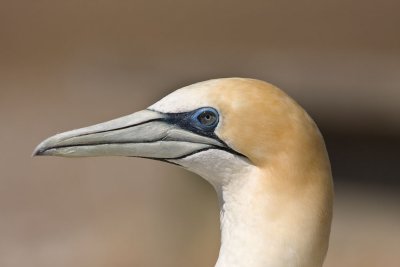 Australasian Gannett