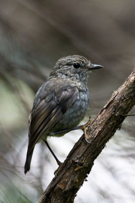 New Zealand Robin