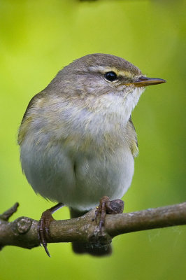 Willow Warbler