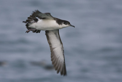 Photographed off the Copeland Islands Northern Ireland