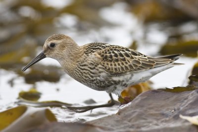 Dunlin