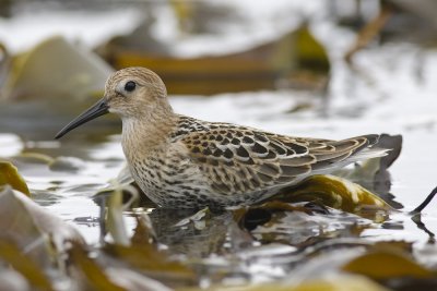 dunlin