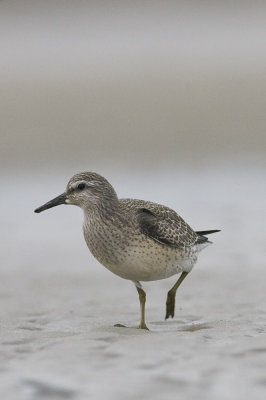 Photographed at Killard NR Co.Down Northern Ireland