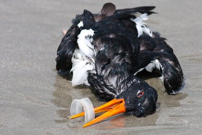 Oystercatcher Dies From Plastic Waste