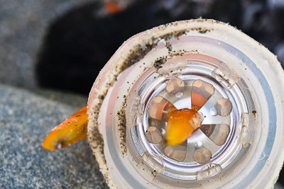 Oystercatcher Dies From Plastic Waste